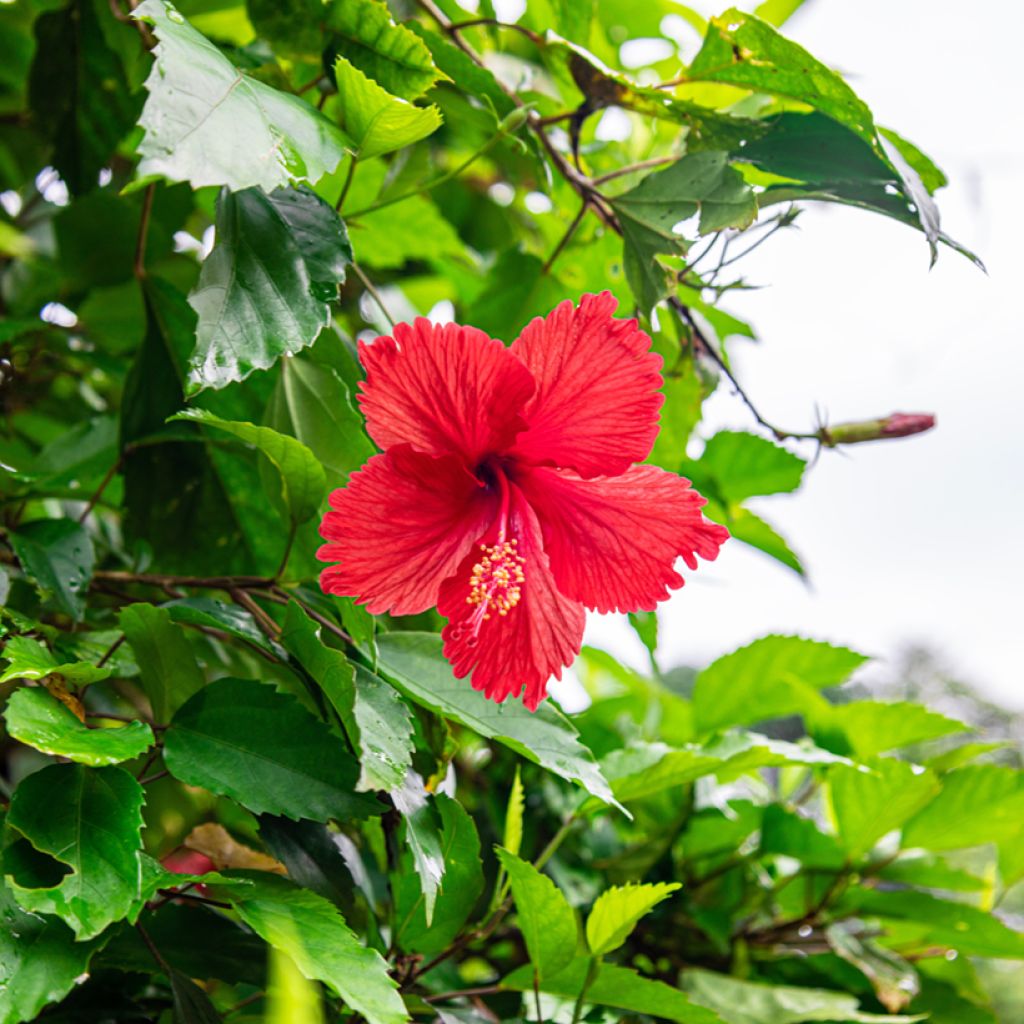 Kiinanruusu - Hibiscus rosa-sinensis