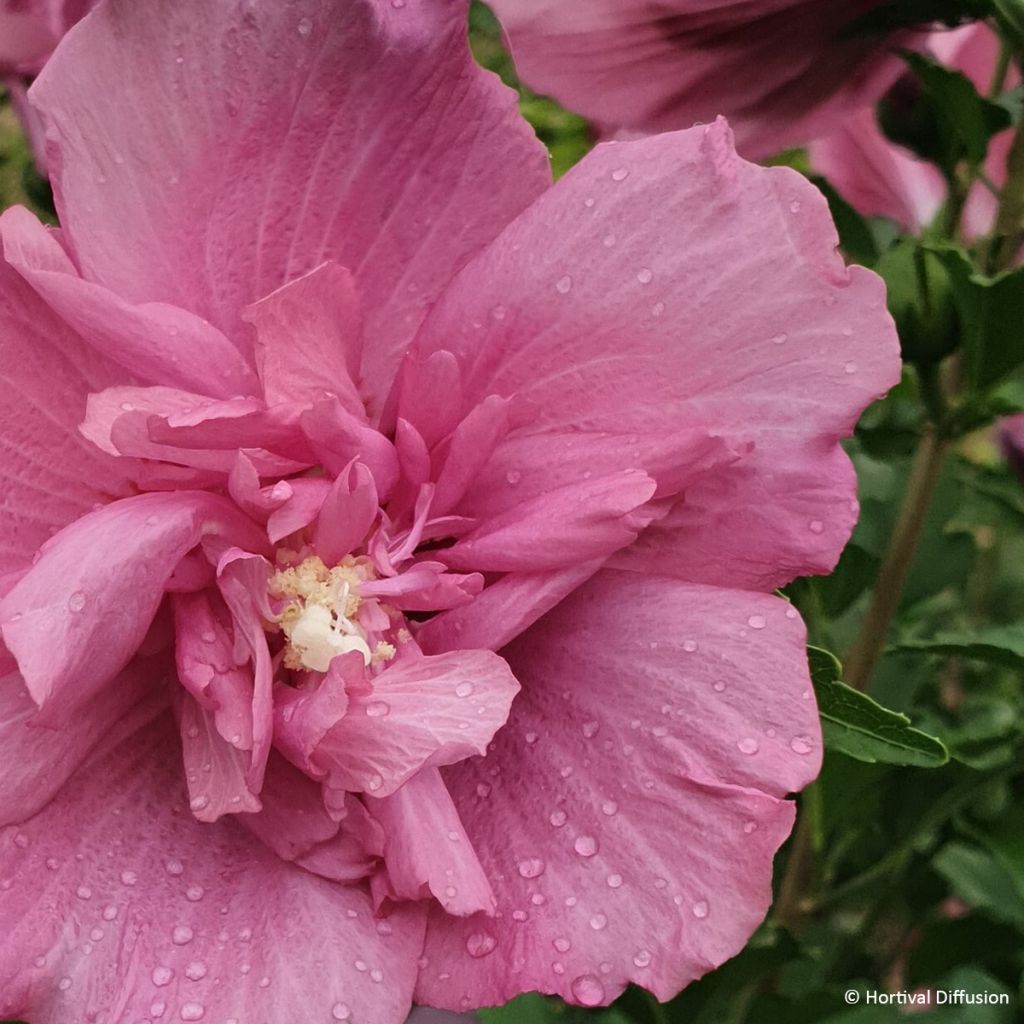Syyrianhiiskus Beautifull Magenta