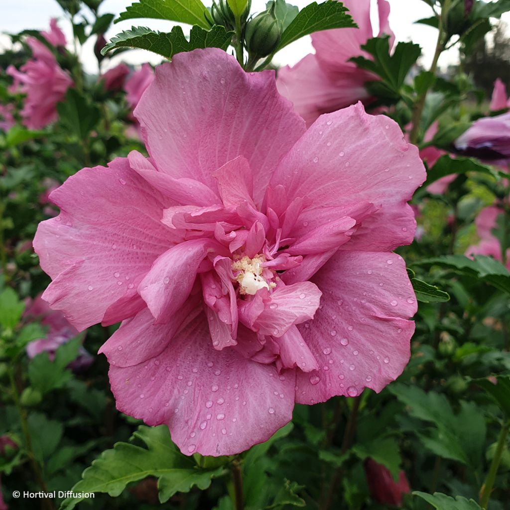 Syyrianhiiskus Beautifull Magenta