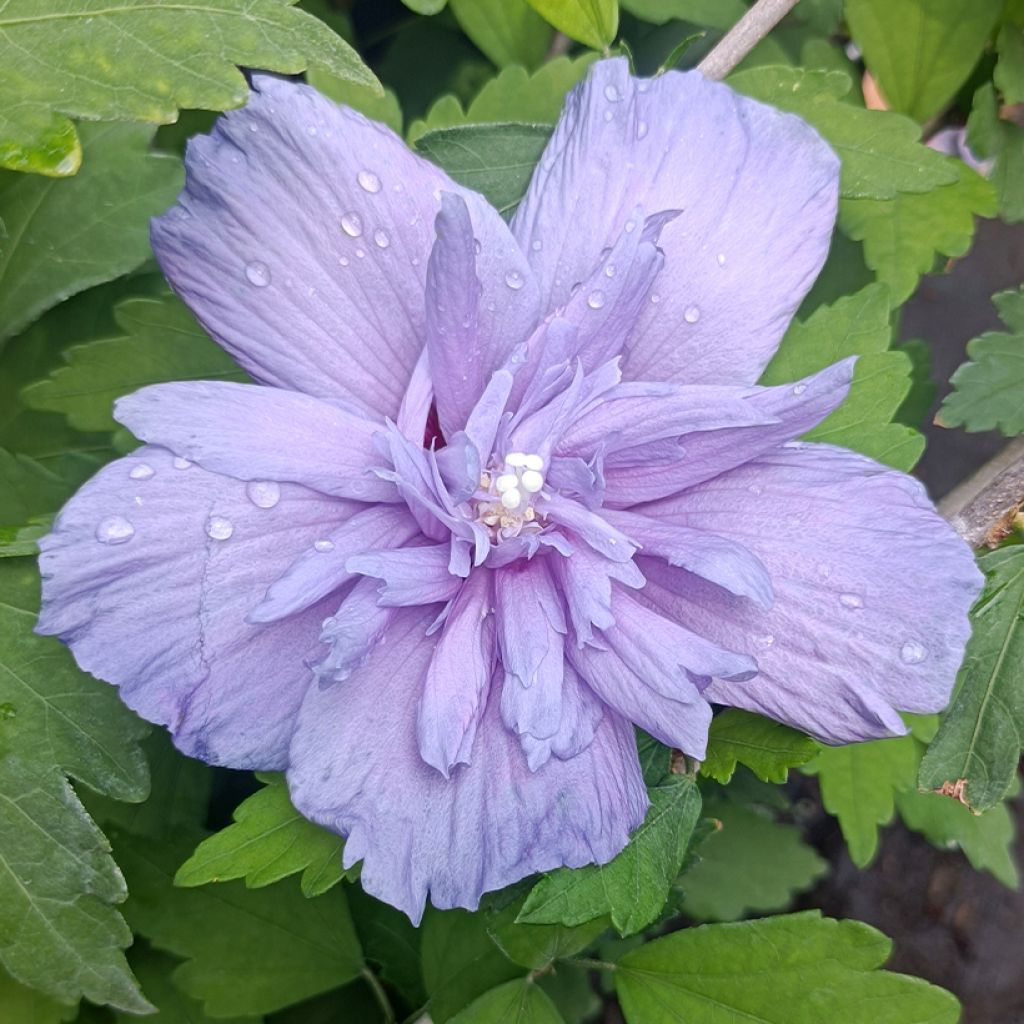 Syyrianhiiskus Blue Chiffon