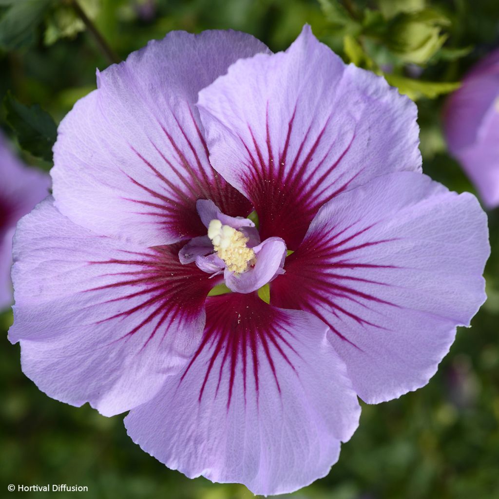 Syyrianhiiskus B'twist Lavender