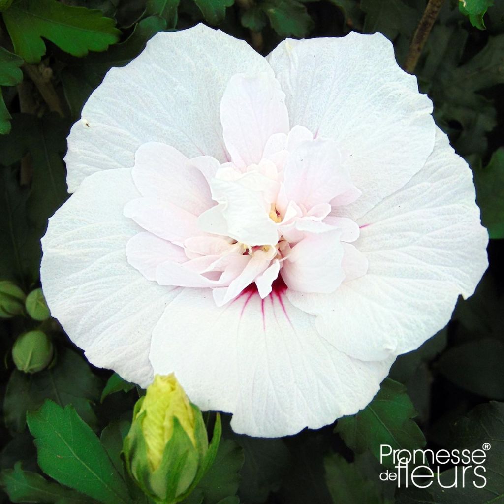 Syyrianhiiskus China Chiffon