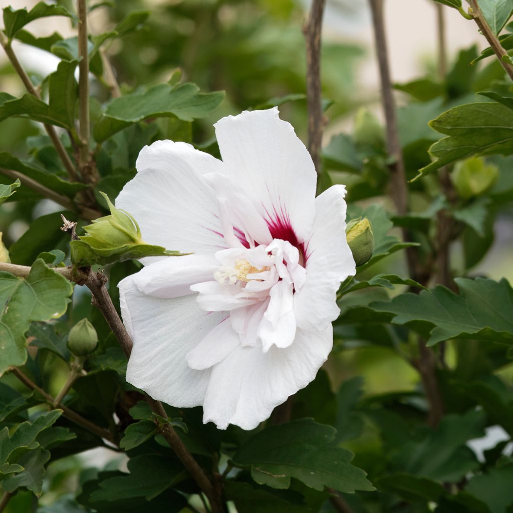 Syyrianhiiskus China Chiffon