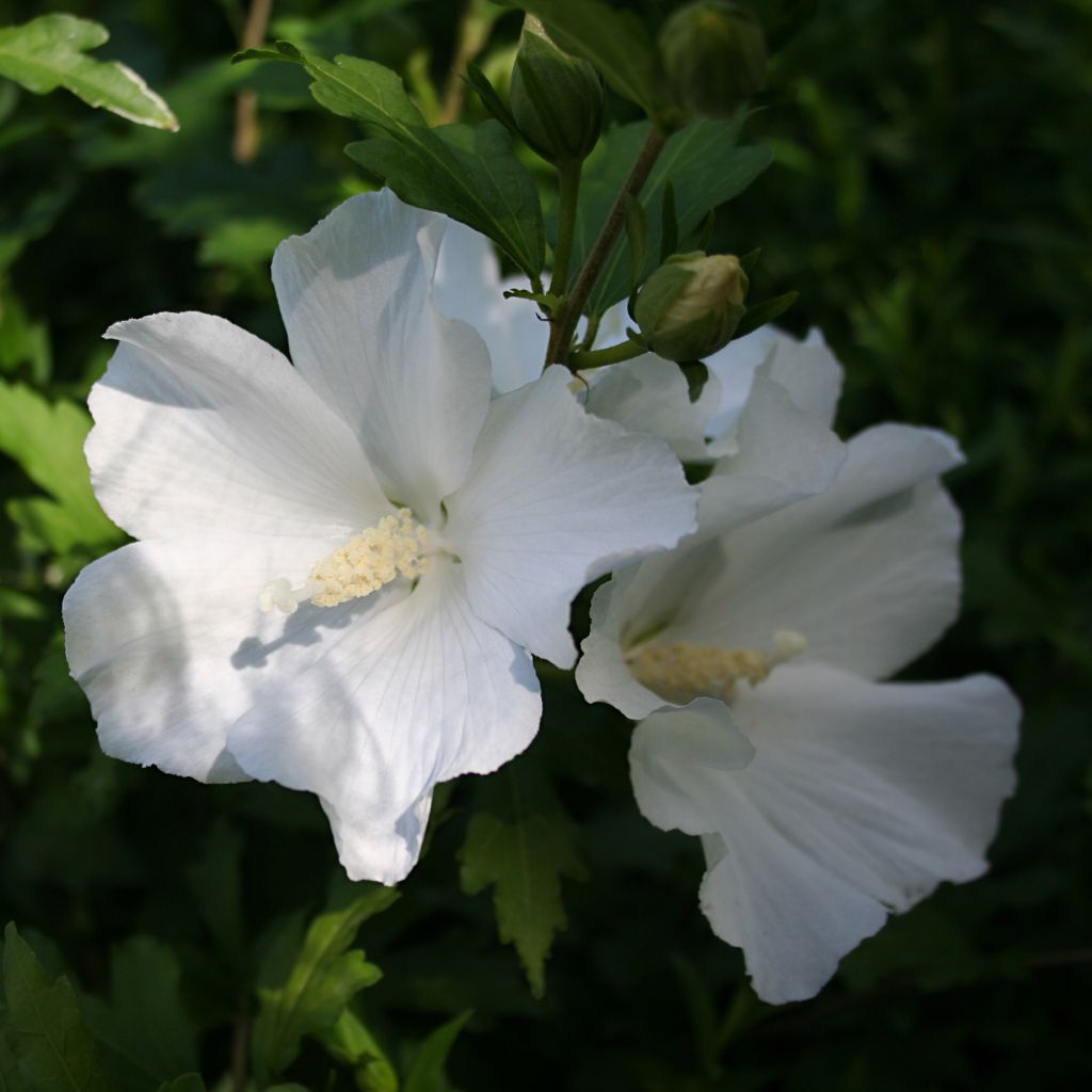 Syyrianhiiskus Eléonore