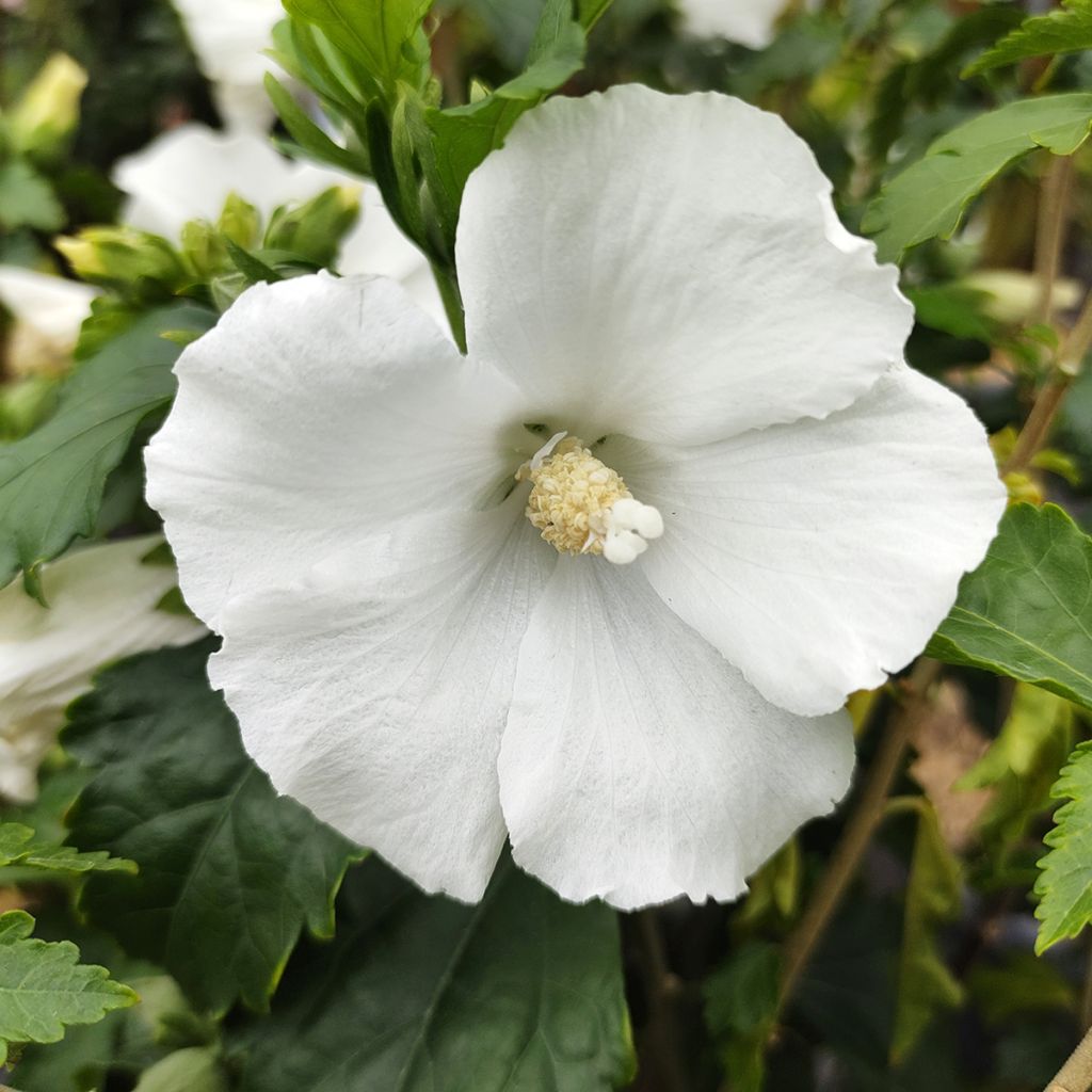 Syyrianhiiskus Eléonore
