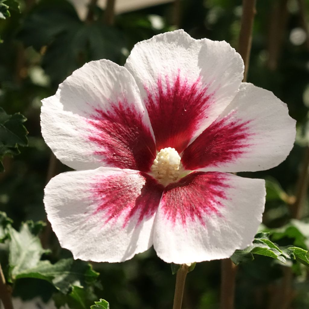 Syyrianhiiskus Blanco