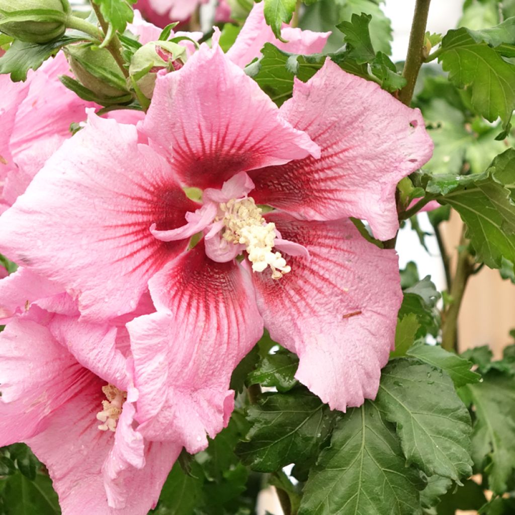 Syyrianhiiskus Rosada