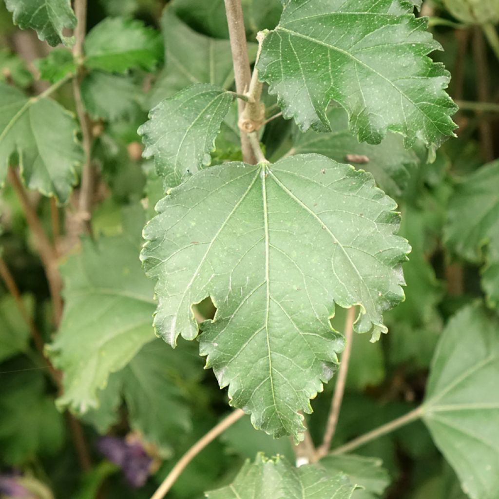 Syyrianhiiskus Sangria