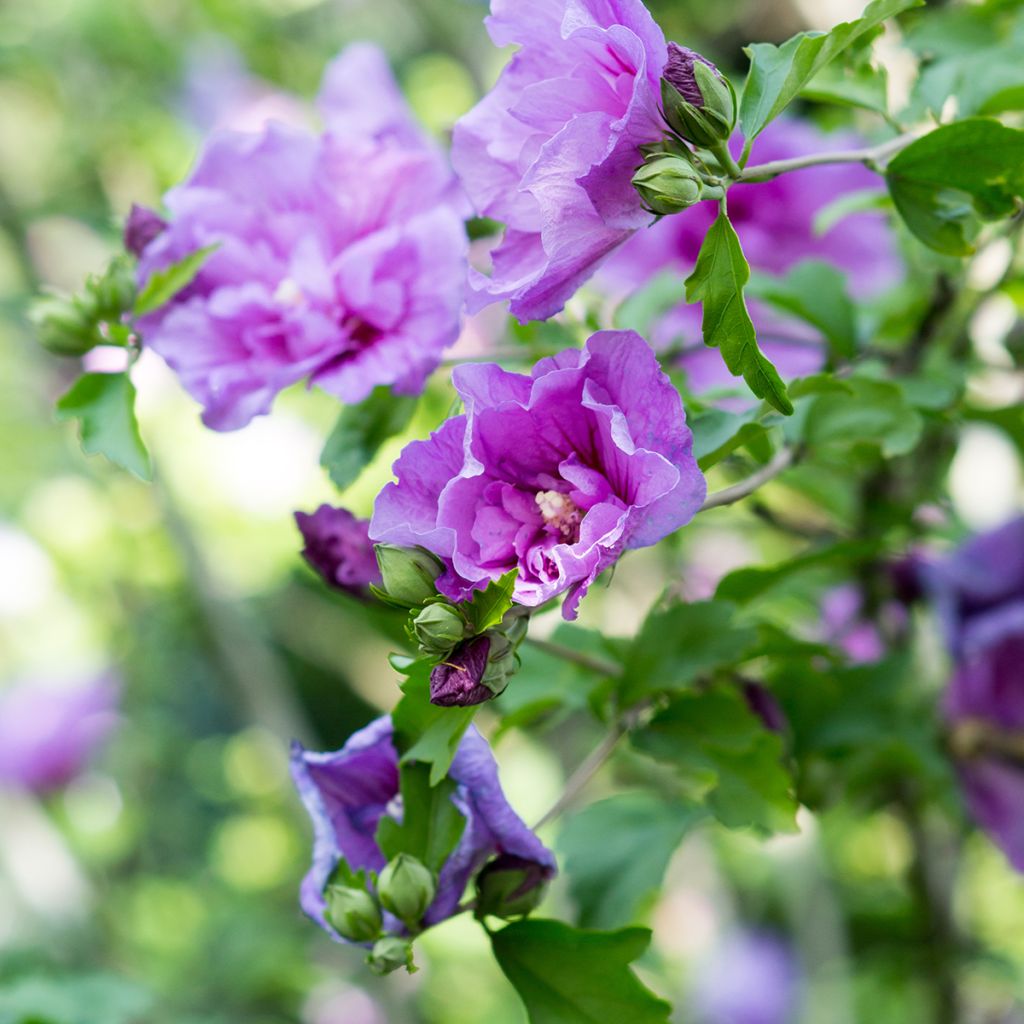 Syyrianhiiskus Lavender Chiffon