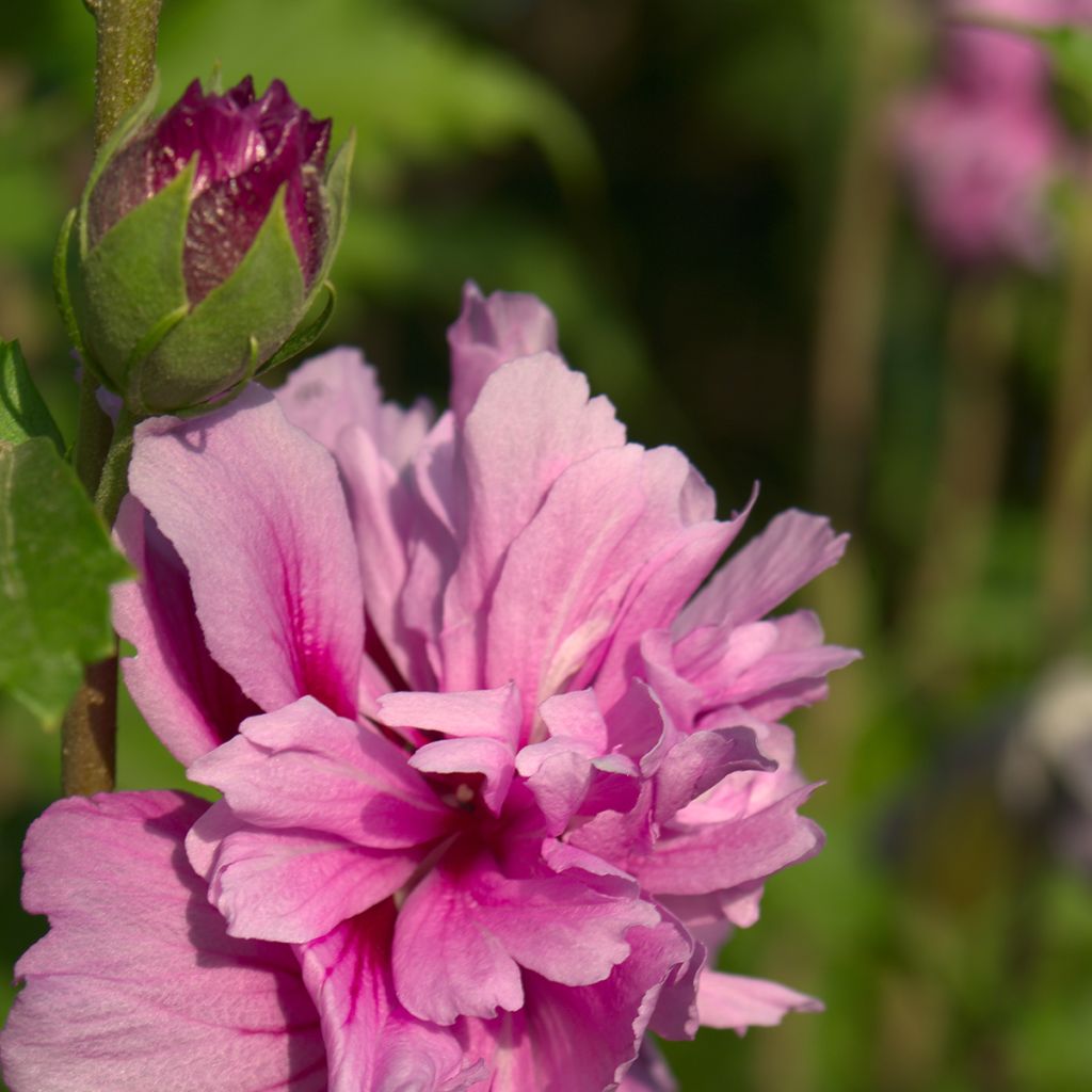 Syyrianhiiskus Magenta Chiffon
