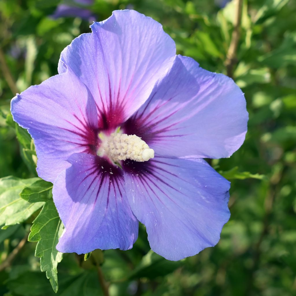 Syyrianhiiskus Oiseau Bleu (Marina)