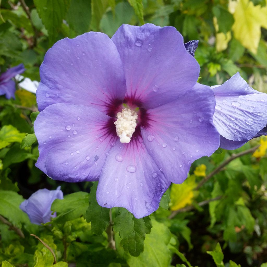Syyrianhiiskus Oiseau Bleu (Marina)