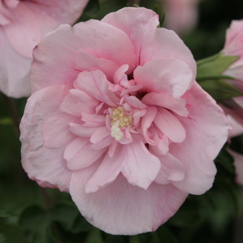 Syyrianhiiskus Pink Chiffon