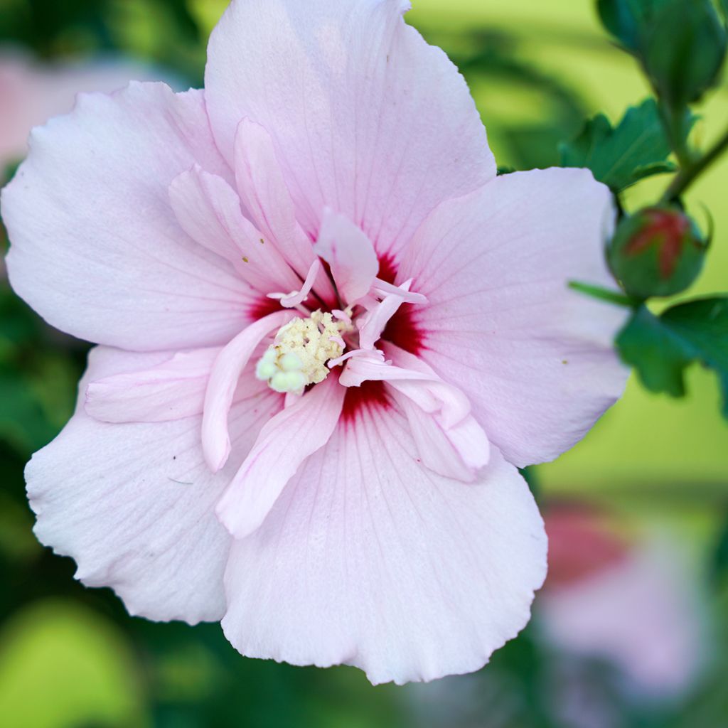 Syyrianhiiskus Pink Chiffon