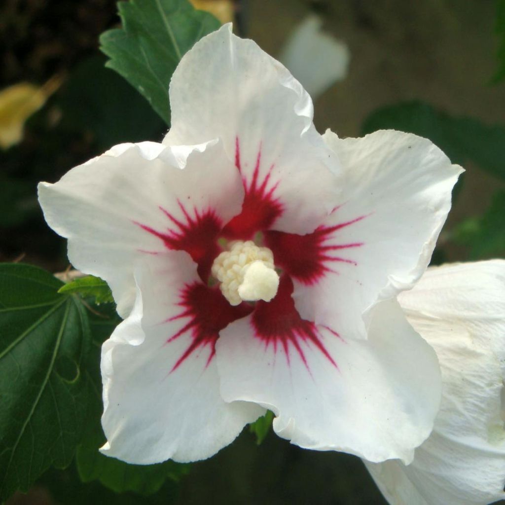 Syyrianhiiskus Red Heart
