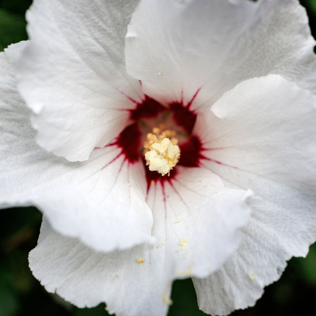 Syyrianhiiskus Red Heart