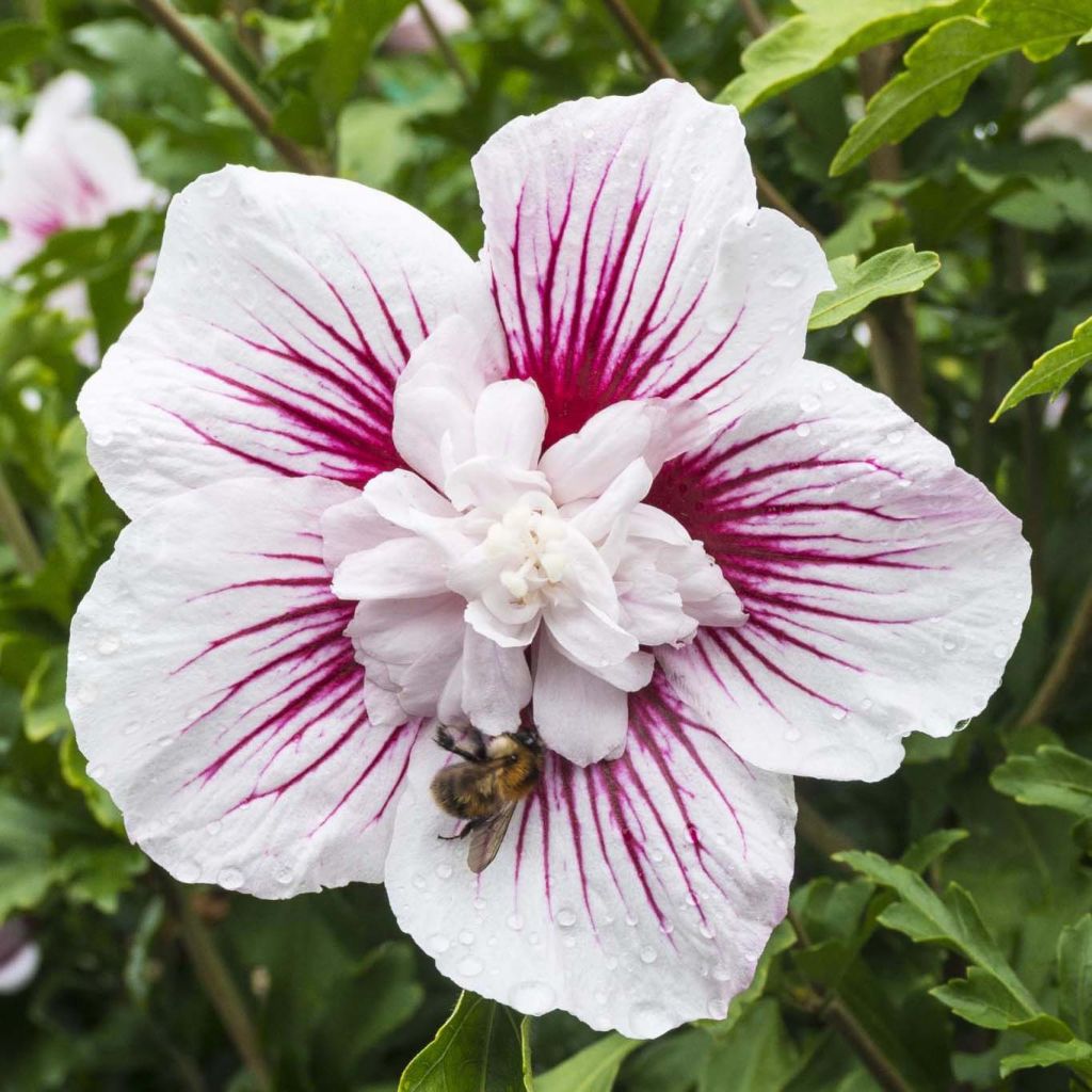 Syyrianhiiskus Starburst Chiffon