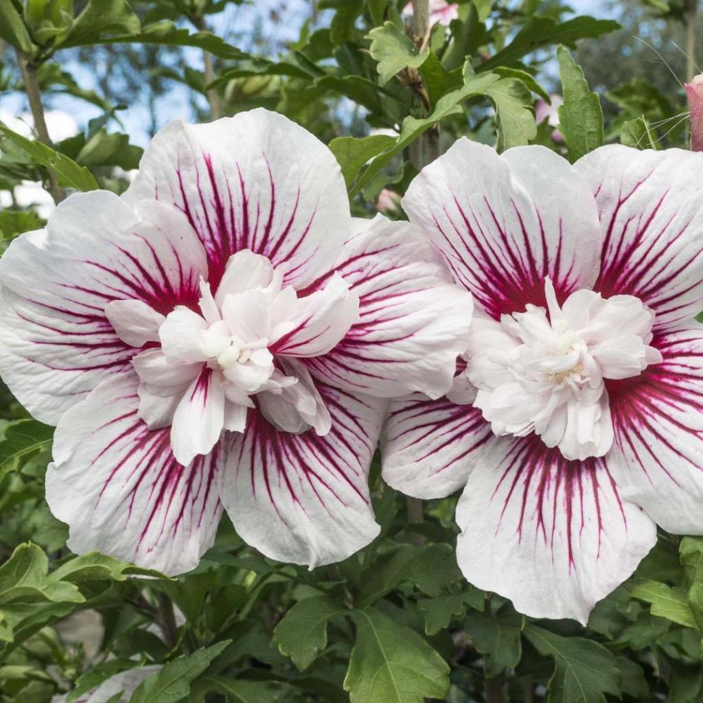 Syyrianhiiskus Starburst Chiffon