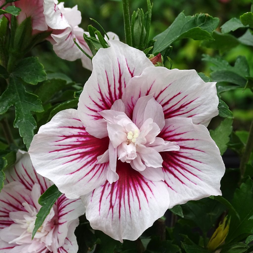 Syyrianhiiskus Starburst Chiffon