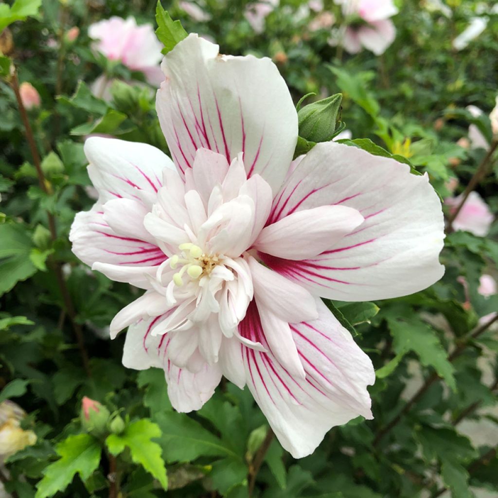 Syyrianhiiskus Starburst Chiffon