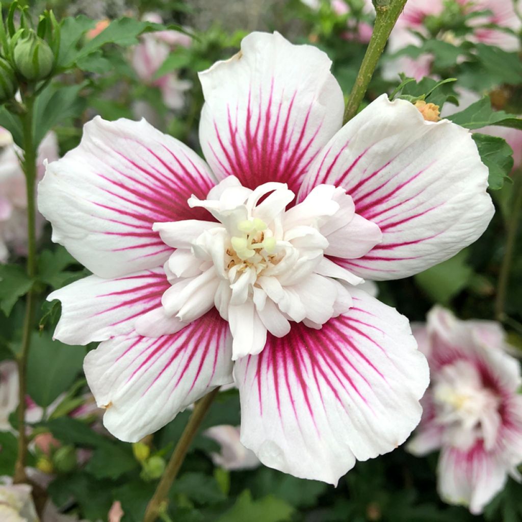 Syyrianhiiskus Starburst Chiffon