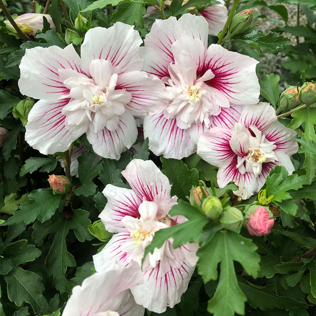 Syyrianhiiskus Starburst Chiffon