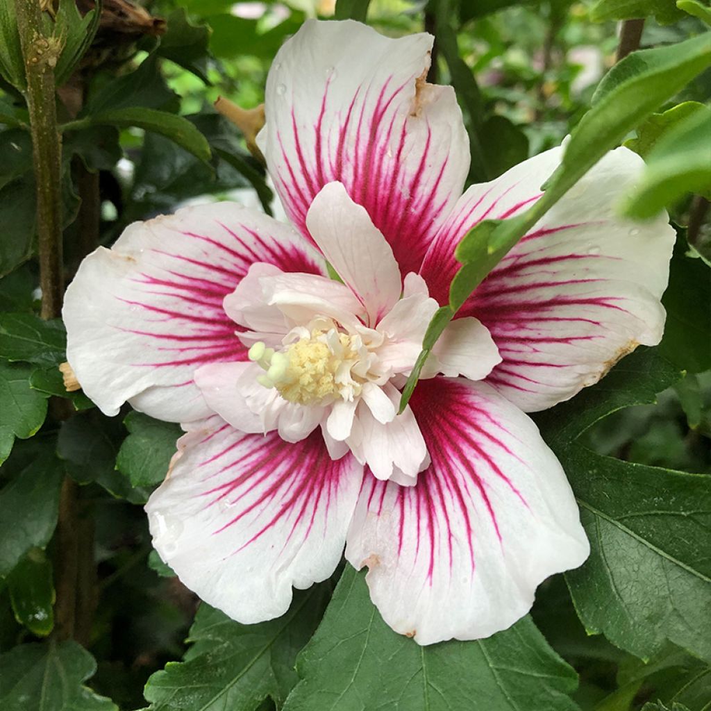 Syyrianhiiskus Starburst Chiffon