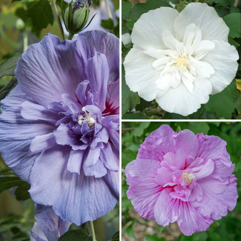 Syyrianhiiskus Three Sisters (Lavender Chiffon Blue Chiffon White Chiffon)