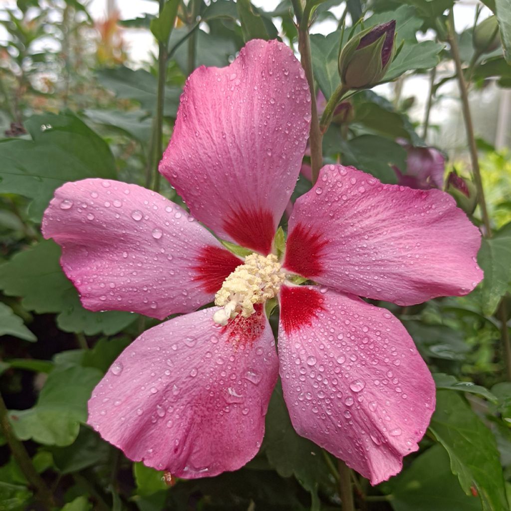 Syyrianhiiskus Woodbridge
