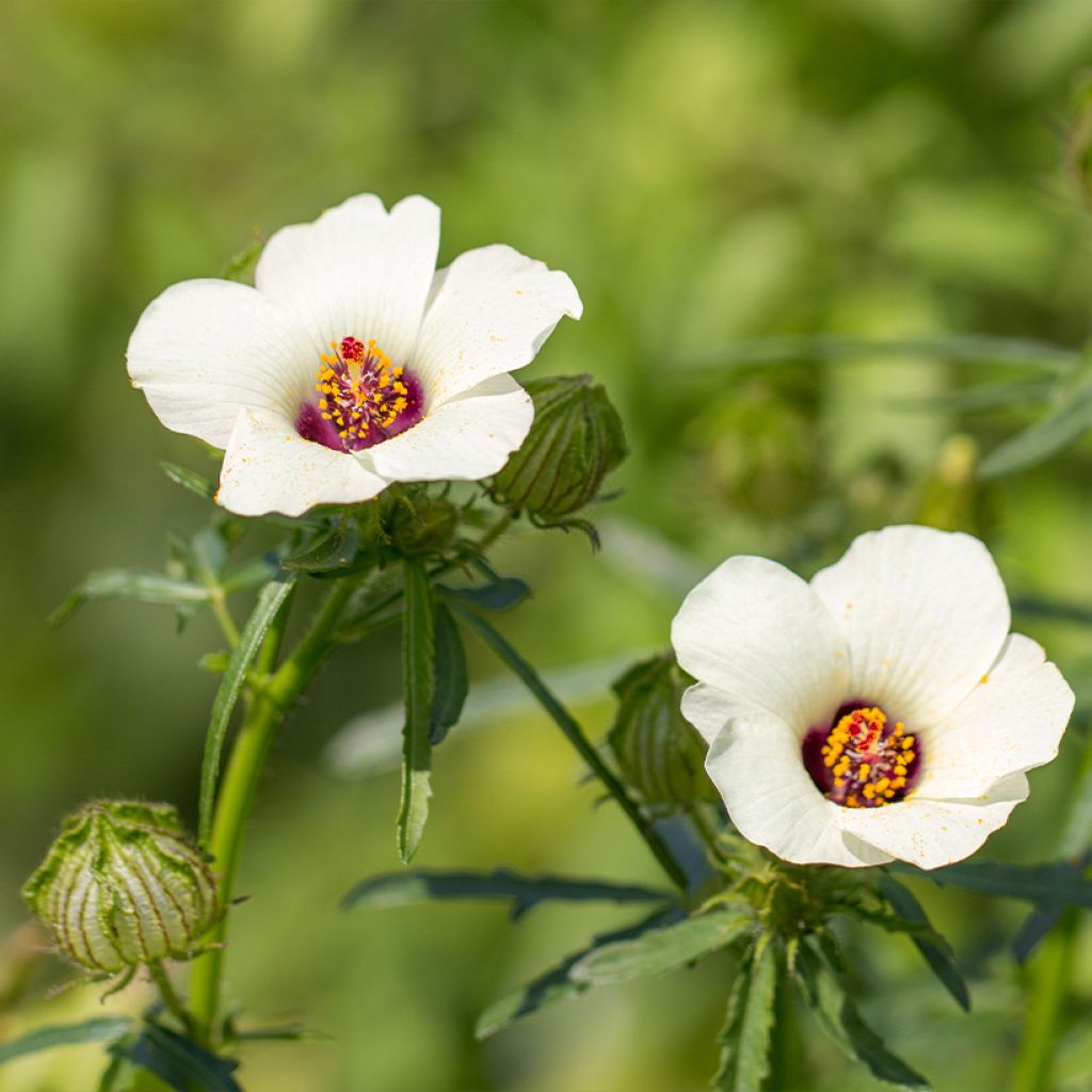 Ajannäyttäjä - Hibiscus trionum