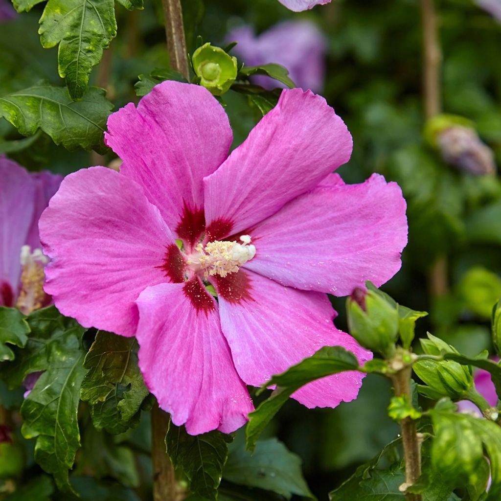 Syyrianhiiskus Pink Giant
