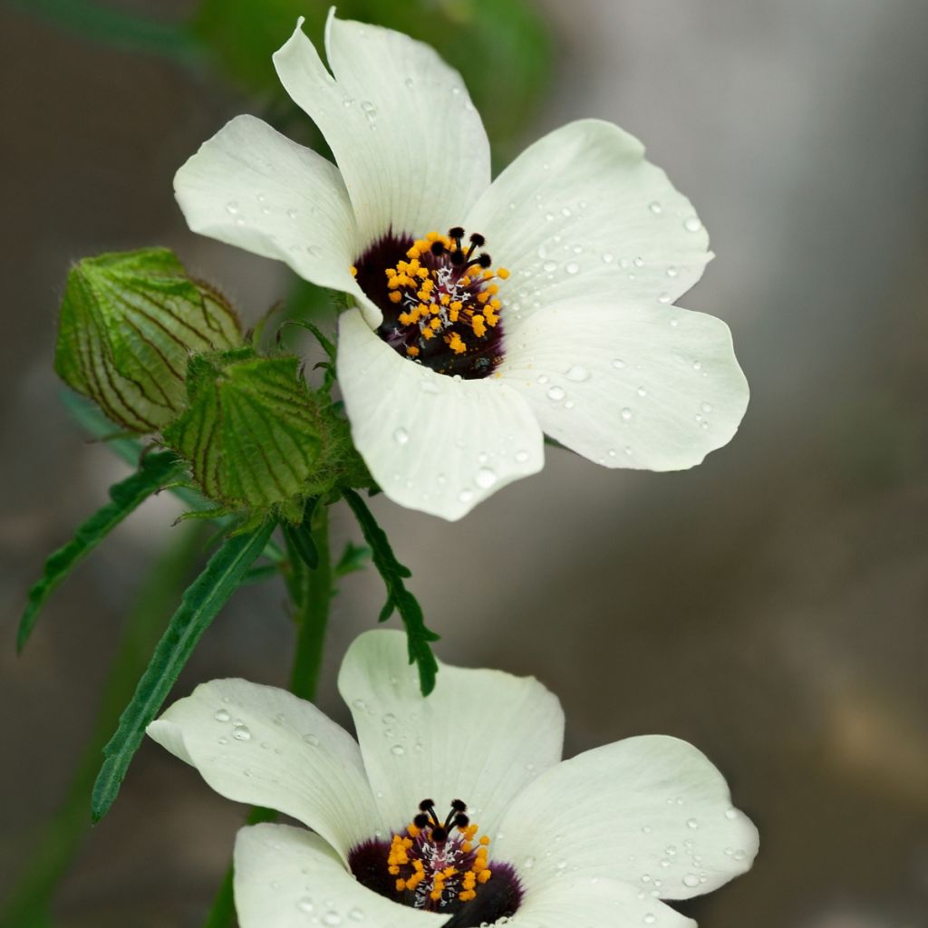 Ajannäyttäjä - Hibiscus trionum