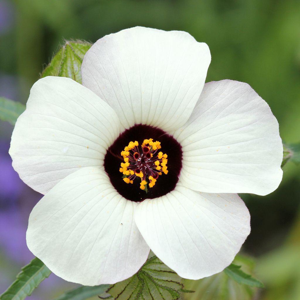 Ajannäyttäjä - Hibiscus trionum