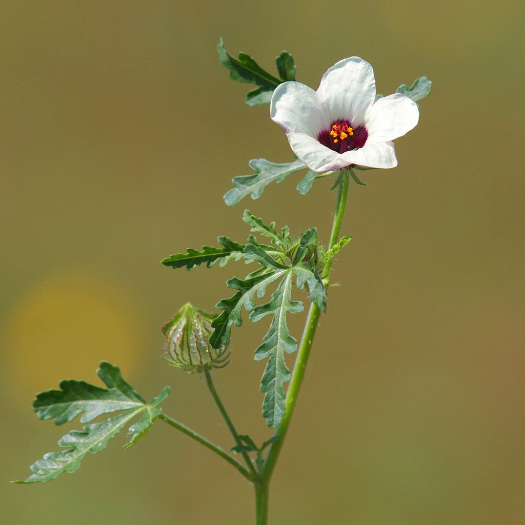 Ajannäyttäjä - Hibiscus trionum