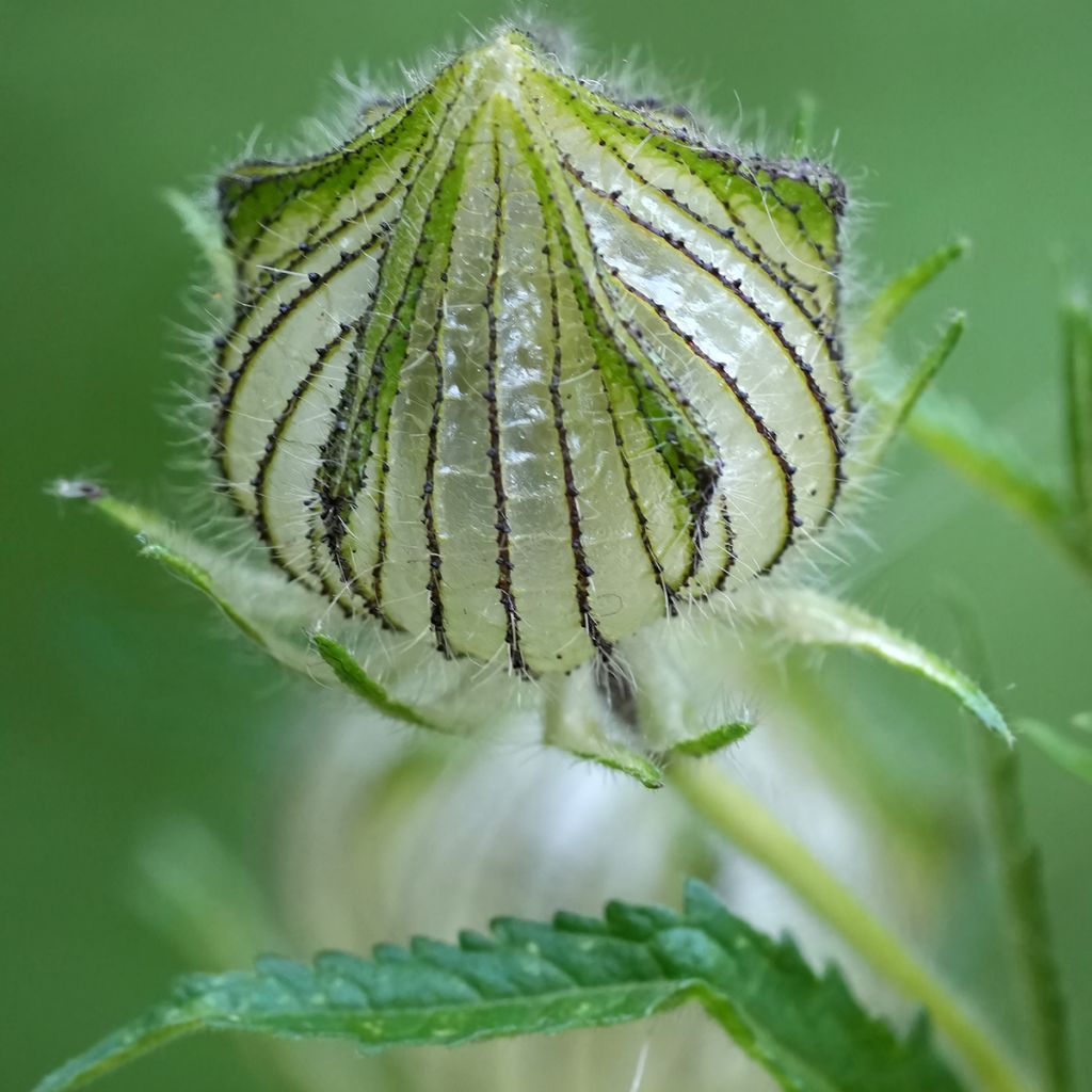 Ajannäyttäjä - Hibiscus trionum
