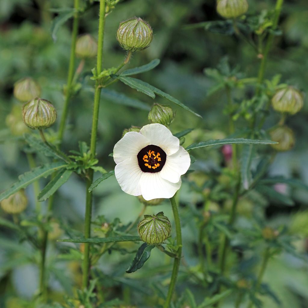Ajannäyttäjä - Hibiscus trionum