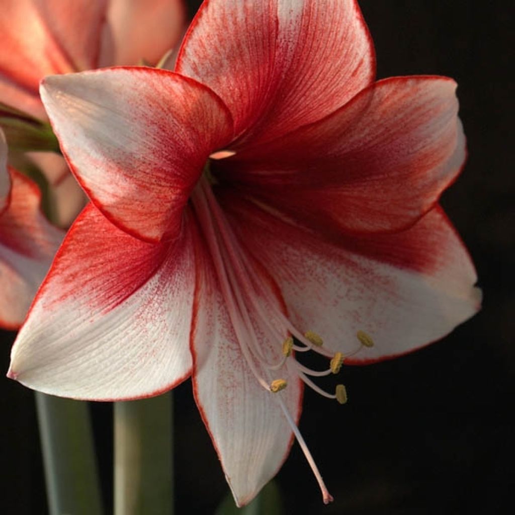 Ritarinkukka Hippeastrum charisma