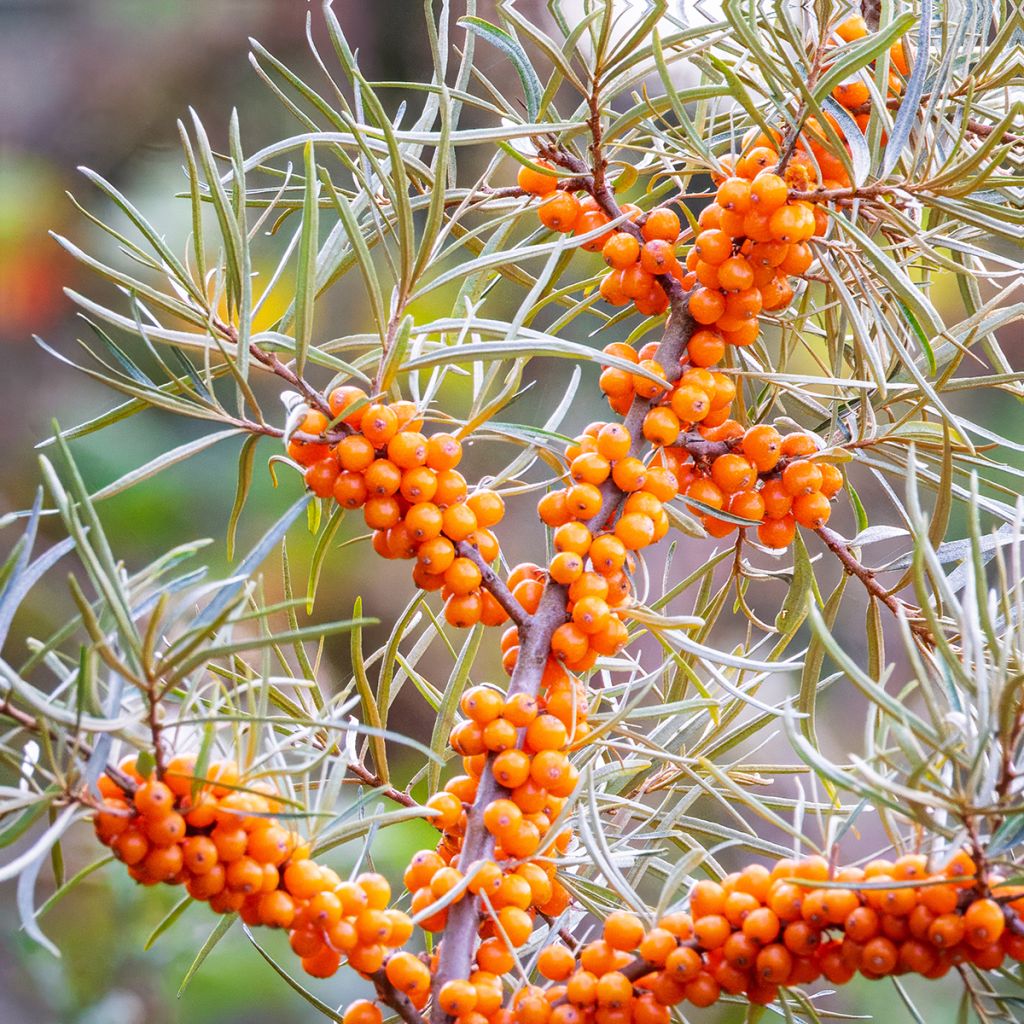 Tyrni (siemenet) - Hippophae rhamnoides