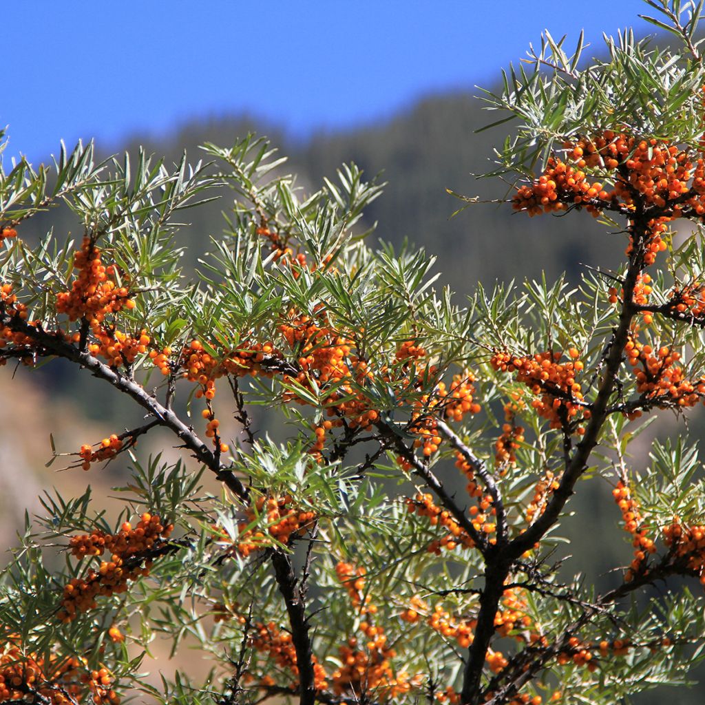 Tyrni (siemenet) - Hippophae rhamnoides
