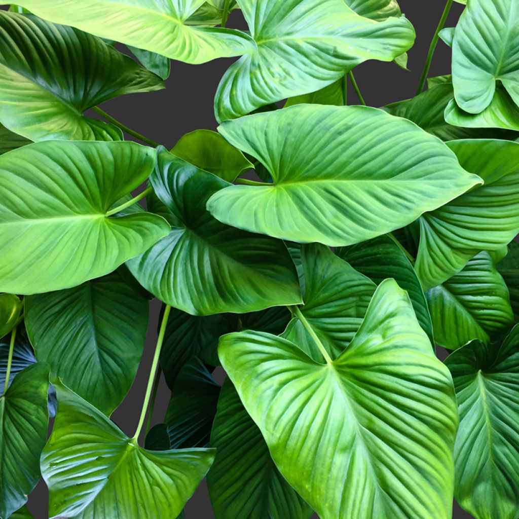 Homalomena wallisii Emerald Gem