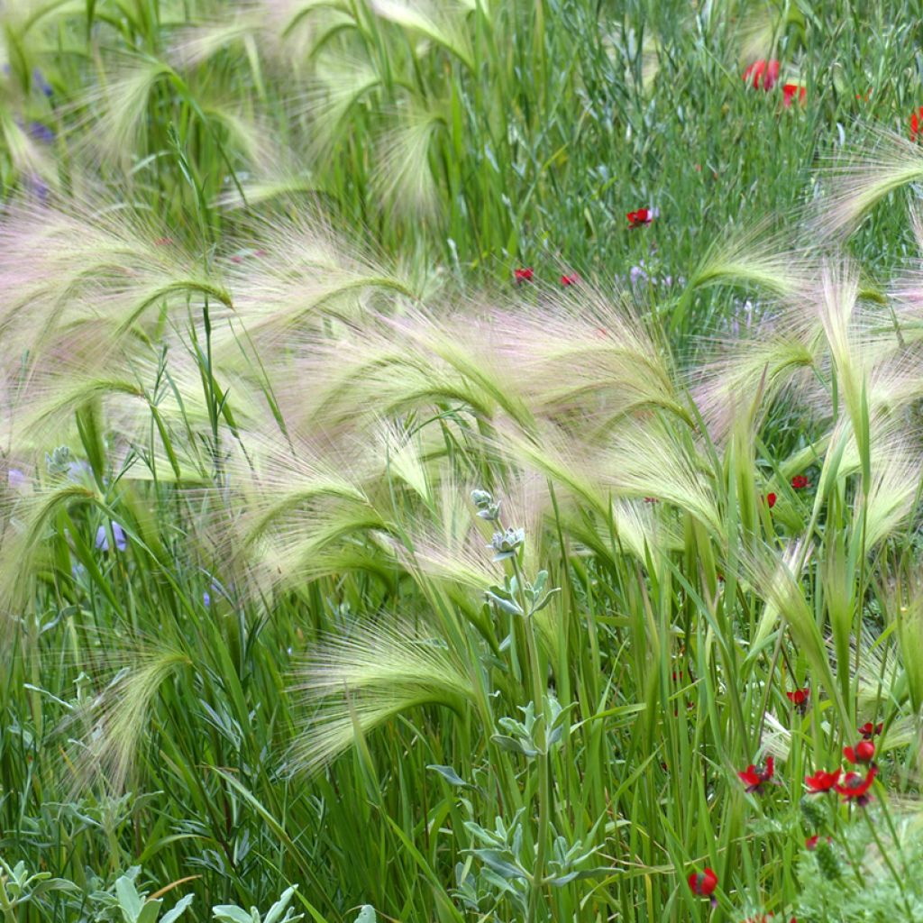 Partaohra (siemenet) - Hordeum jubatum