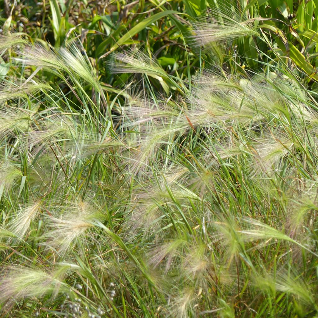 Partaohra (siemenet) - Hordeum jubatum