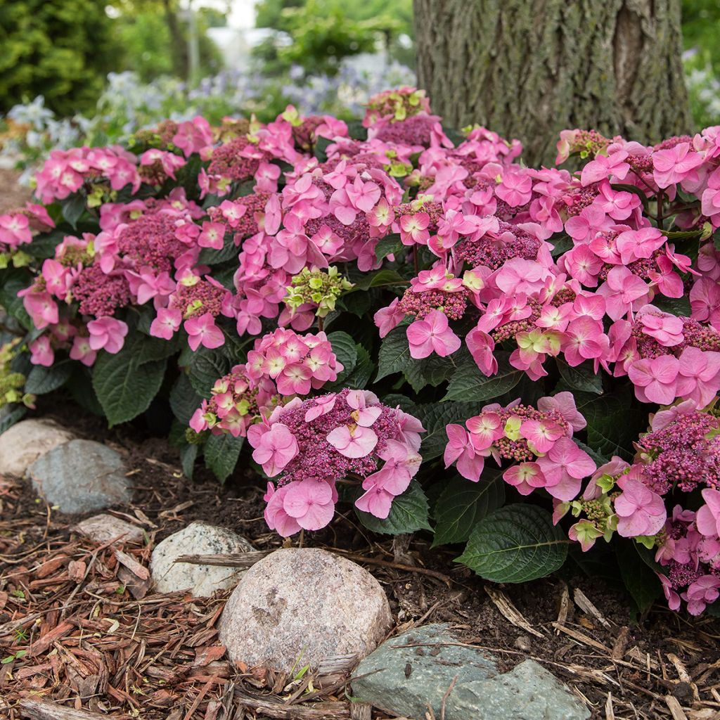 Jalohortensia Endless Summer Pop Star