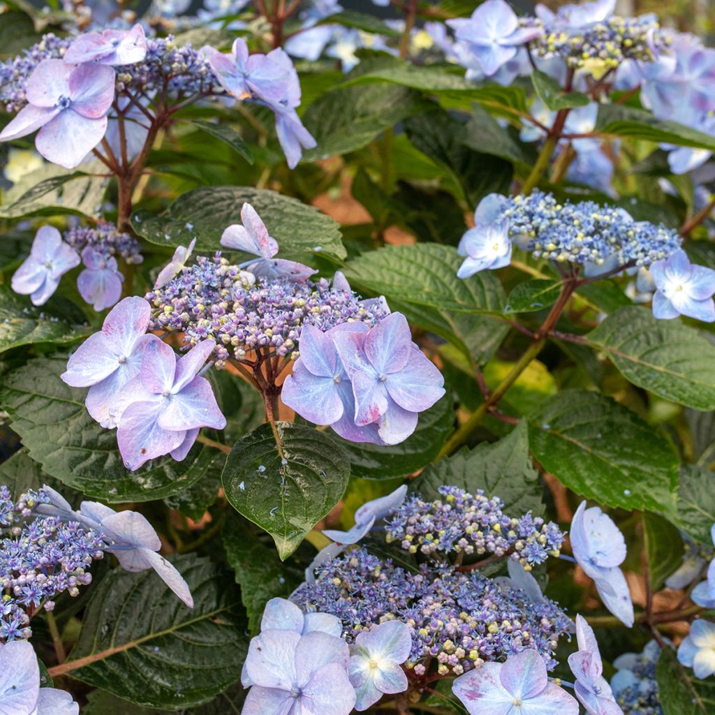 Jalohortensia Endless Summer Pop Star