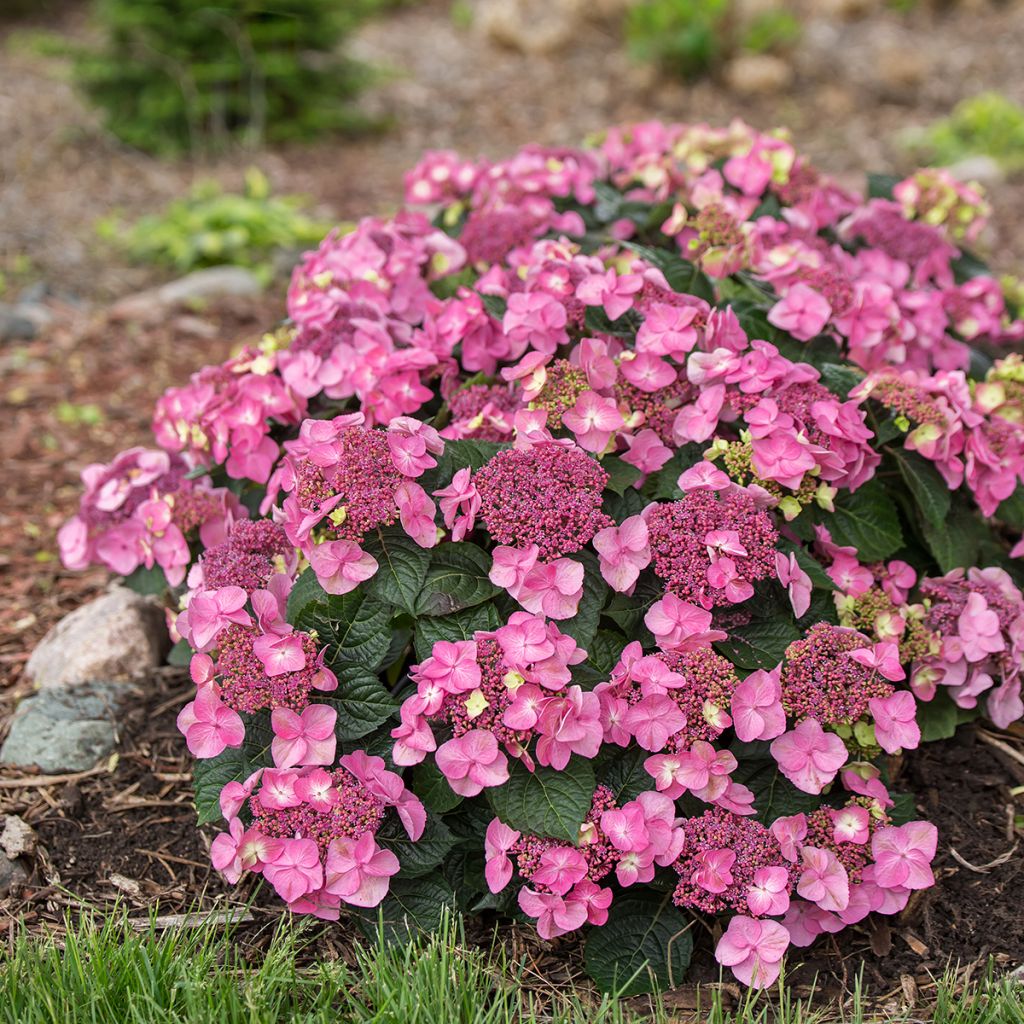 Jalohortensia Endless Summer Pop Star