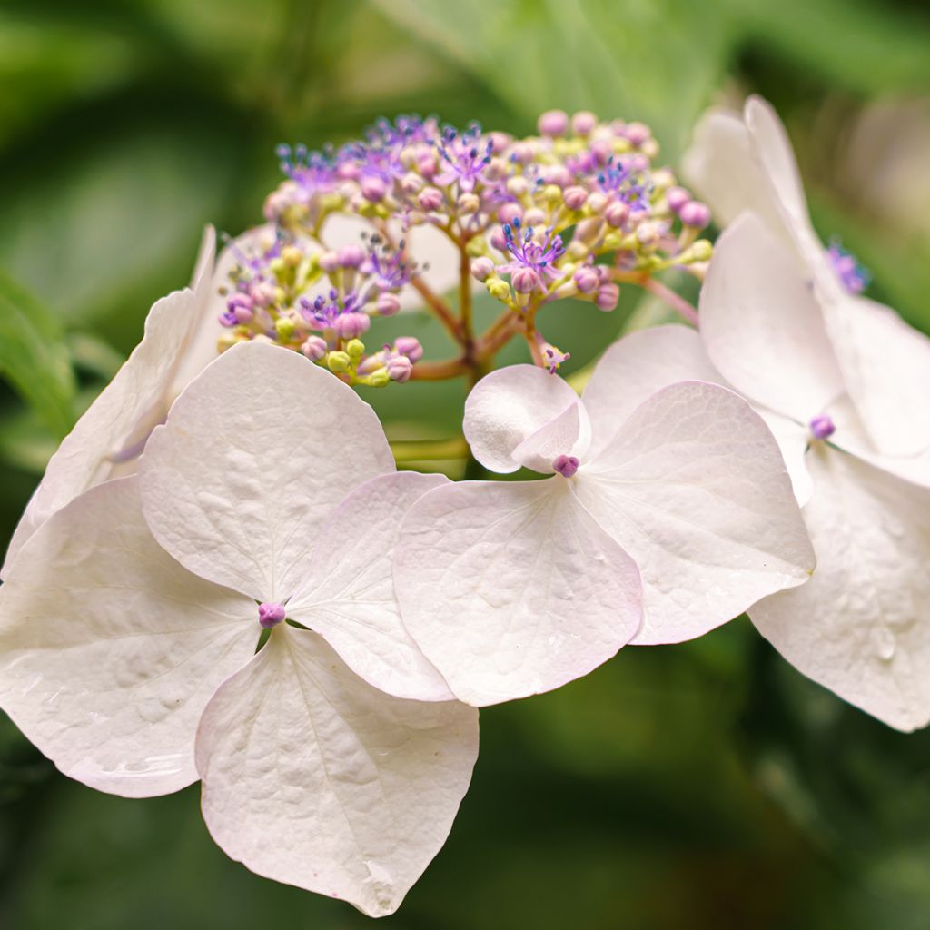 Jalohortensia French Bolero