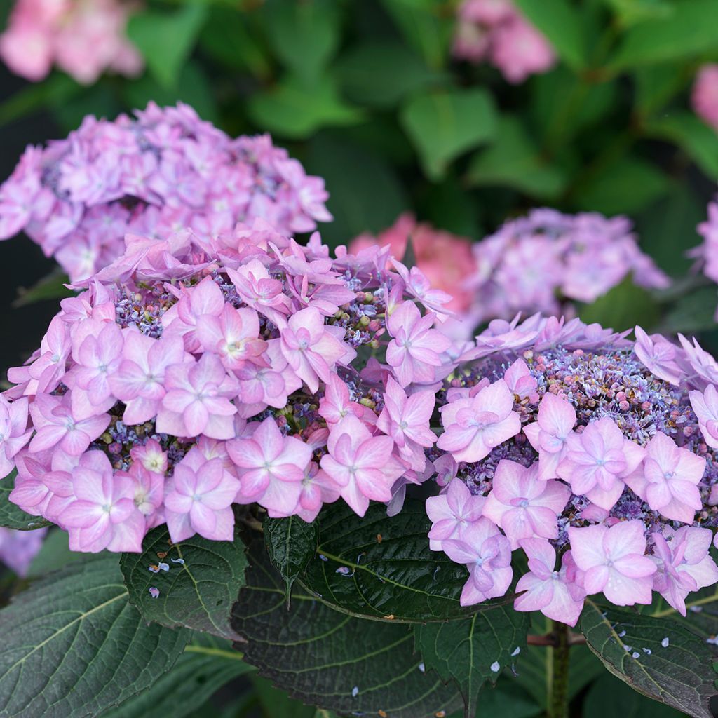 Safiirihortensia Frozen Smoothie