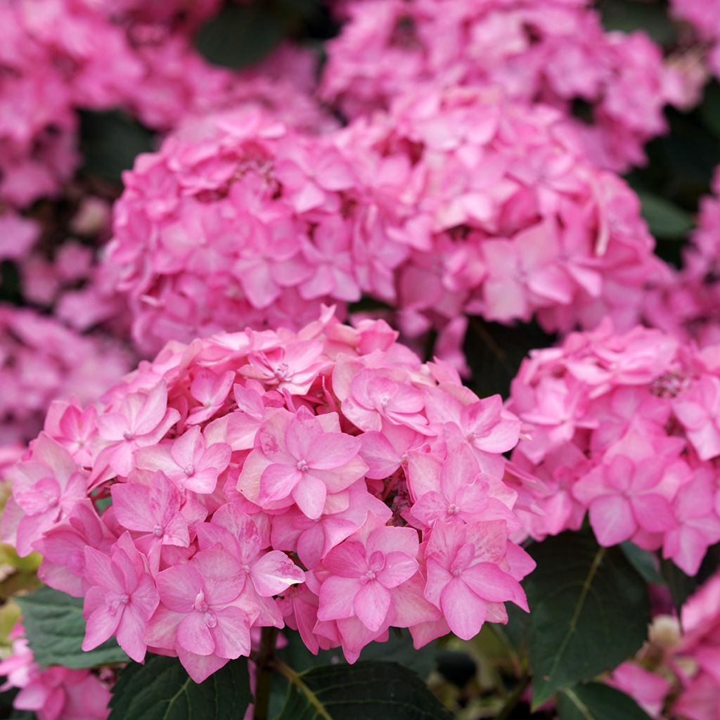 Safiirihortensia Frozen Smoothie