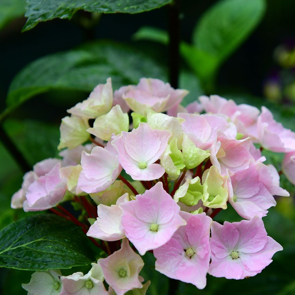 Jalohortensia Runaway Bride 'Snow