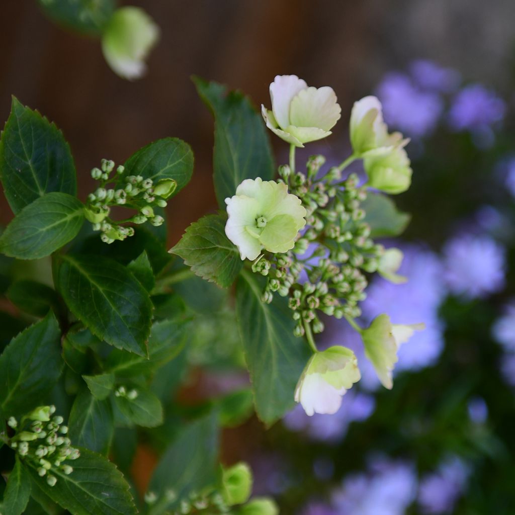 Jalohortensia Runaway Bride 'Snow